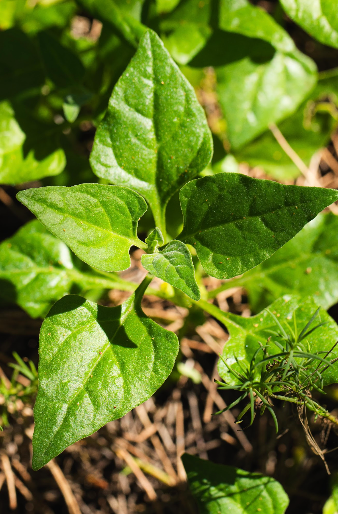 Warigal Greens (Leaves)