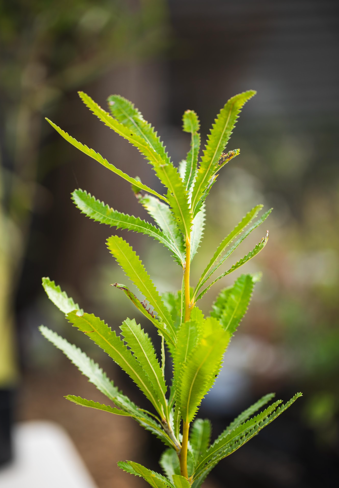 Banksia