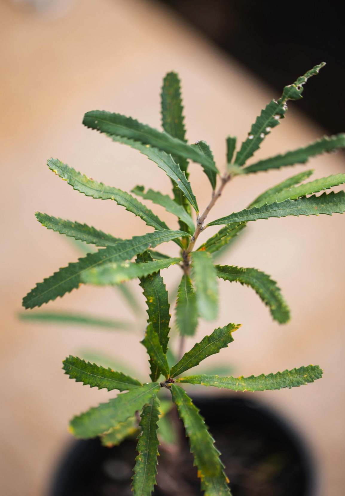 Banksia