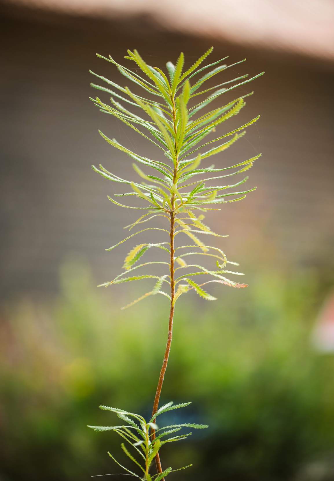 Banksia
