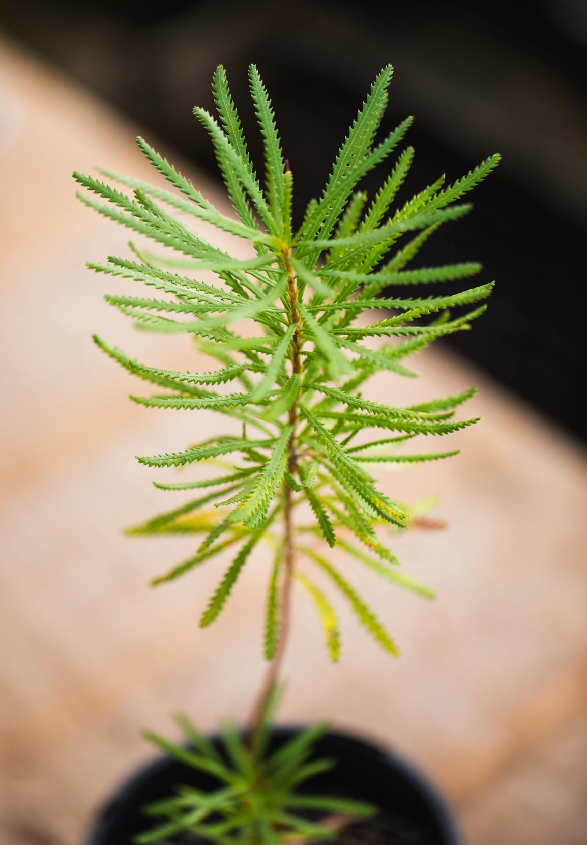 Banksia