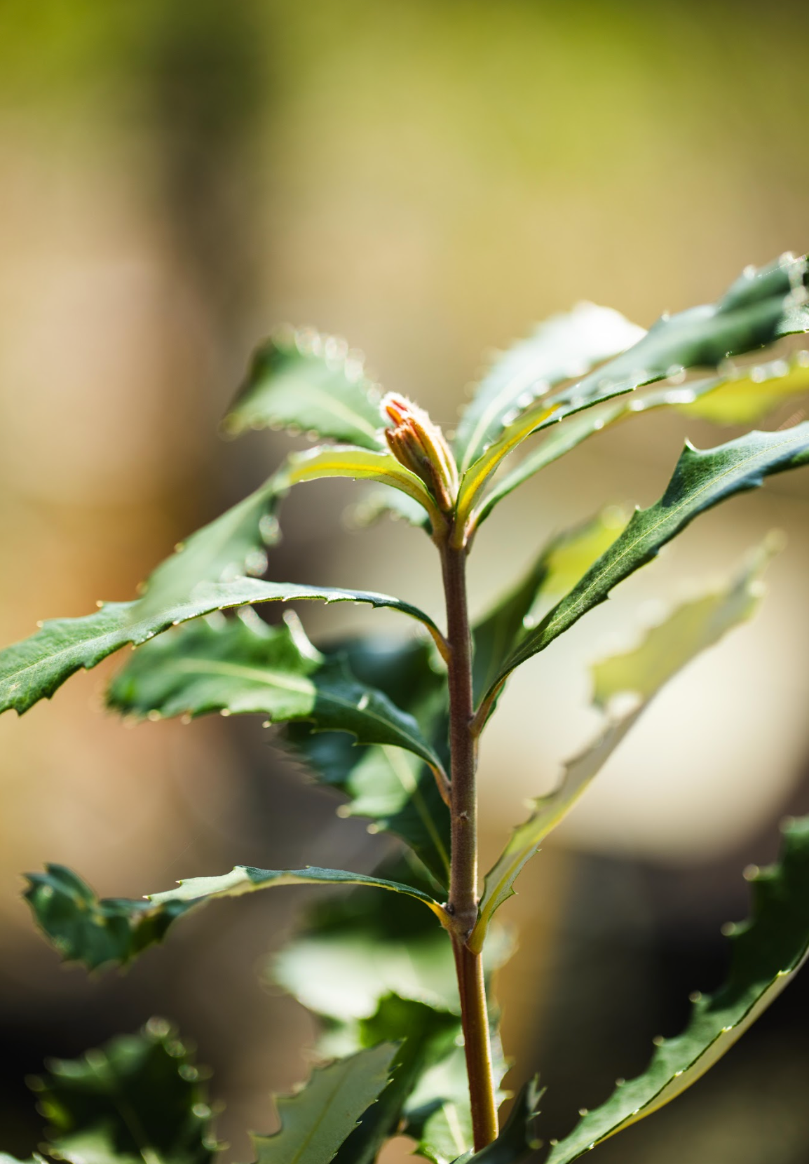 Banksia