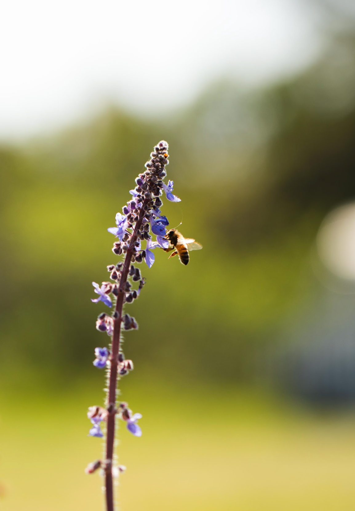 Bush Basil (Plectranthus Graveolens)