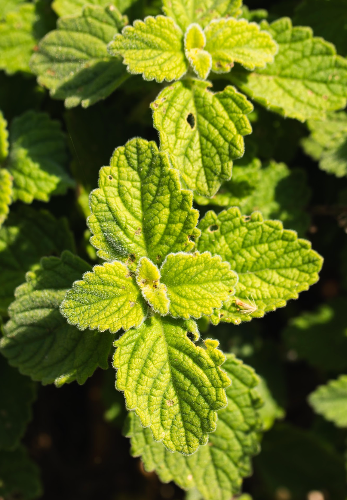Bush Basil (Plectranthus Graveolens)