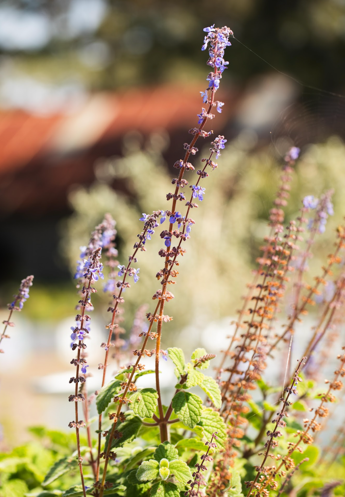 Bush Basil (Plectranthus Graveolens)