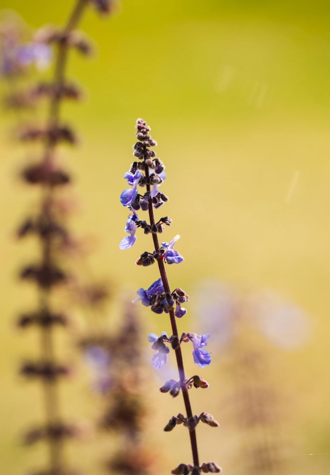 Bush Basil (Plectranthus Graveolens)