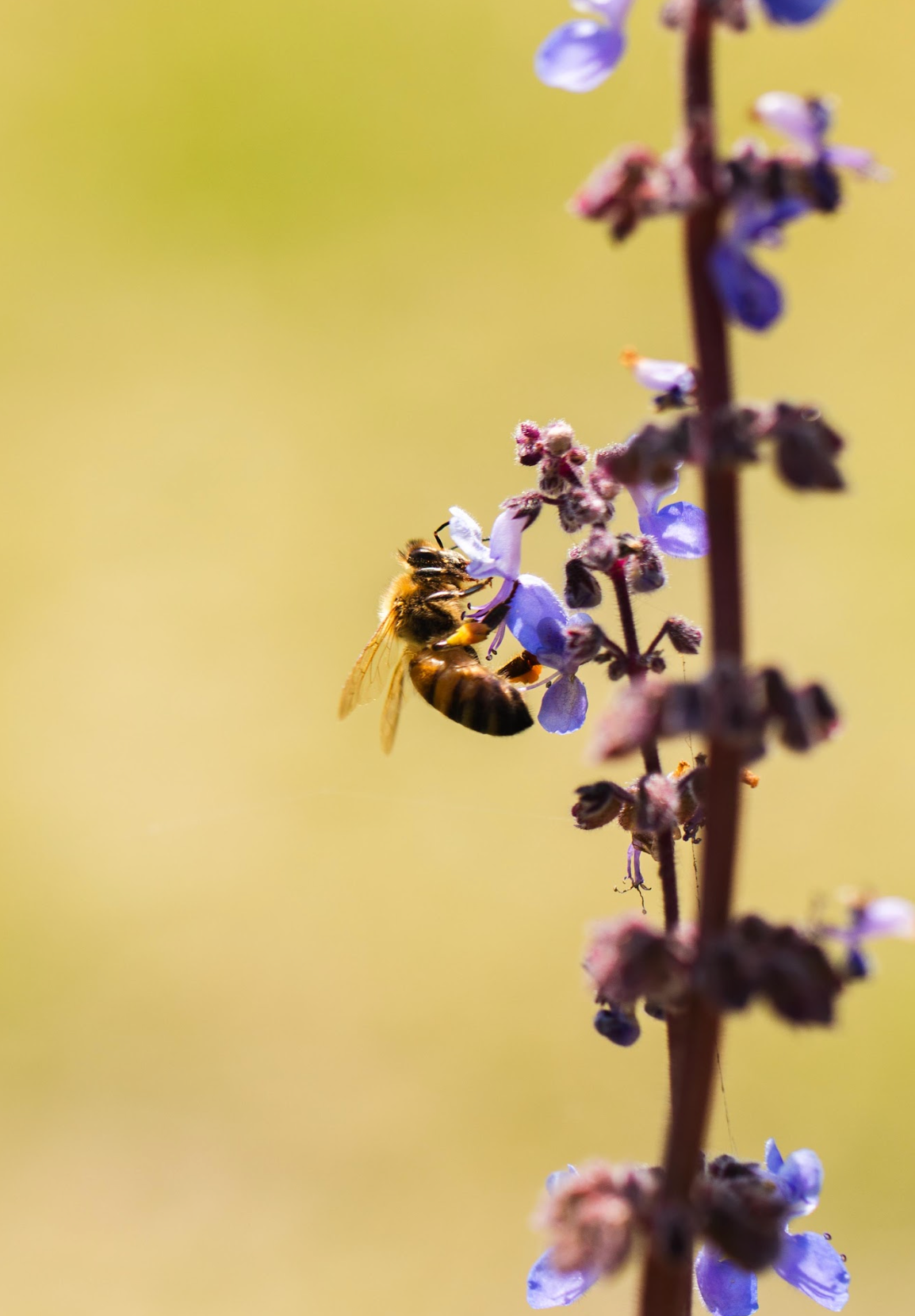 Bush Basil (Plectranthus Graveolens)