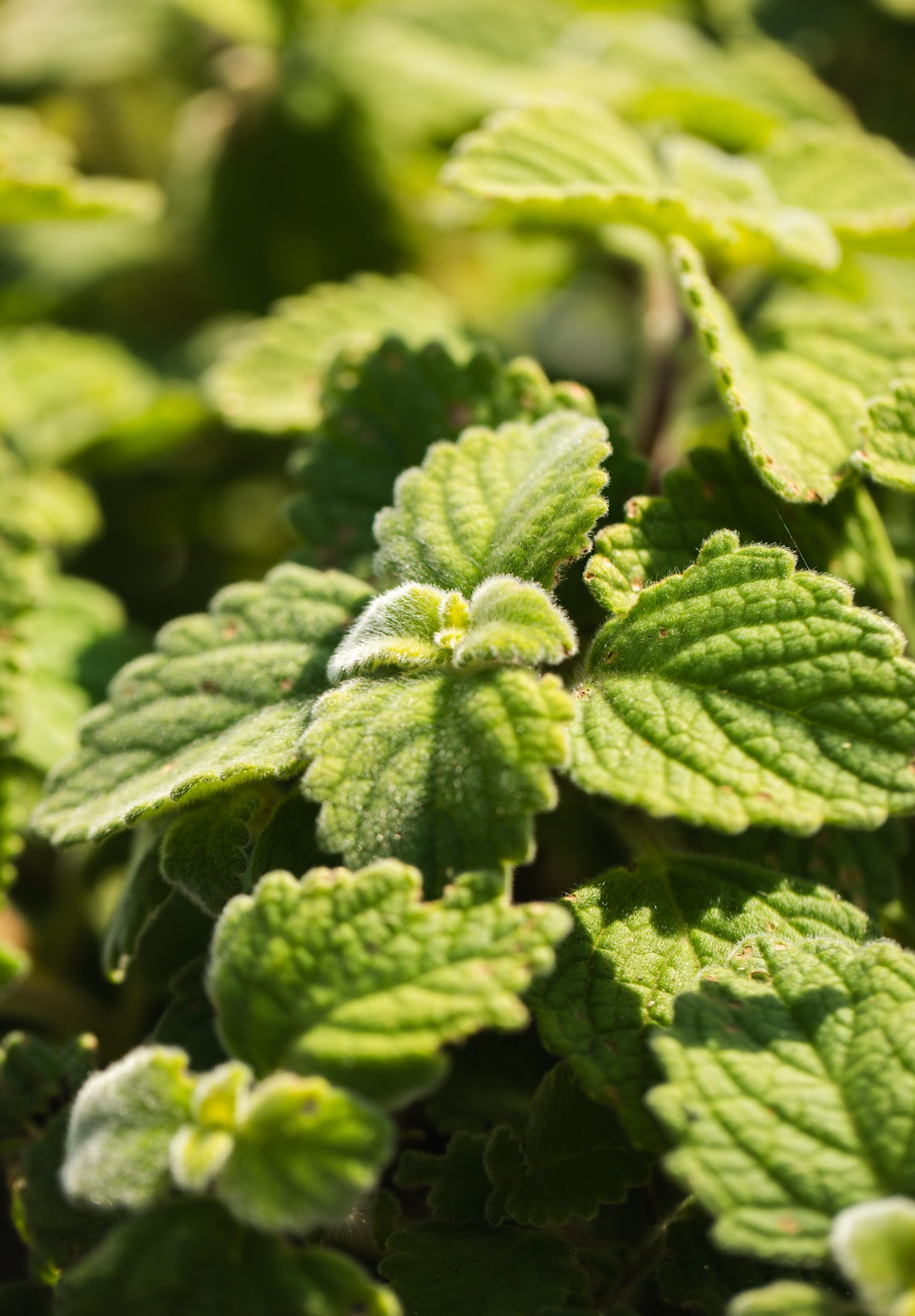 Bush Basil (Leaves only)