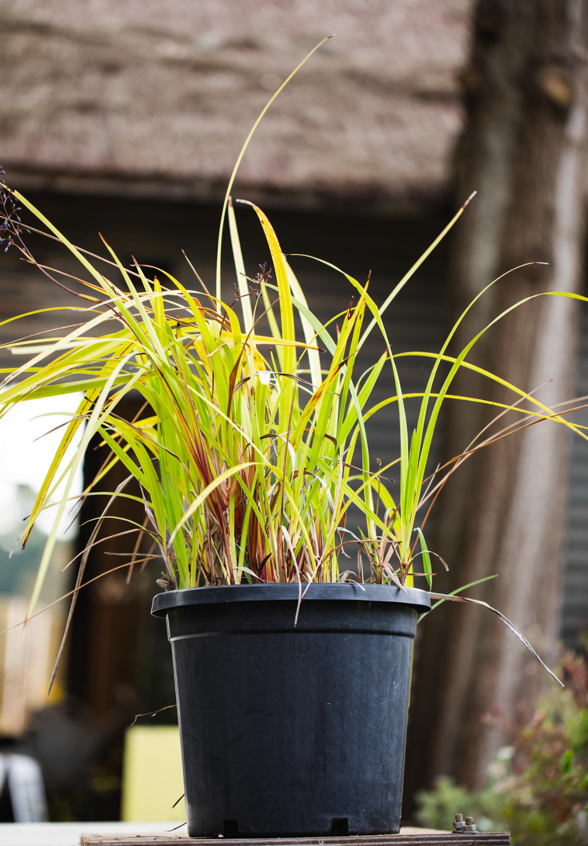 Dianella