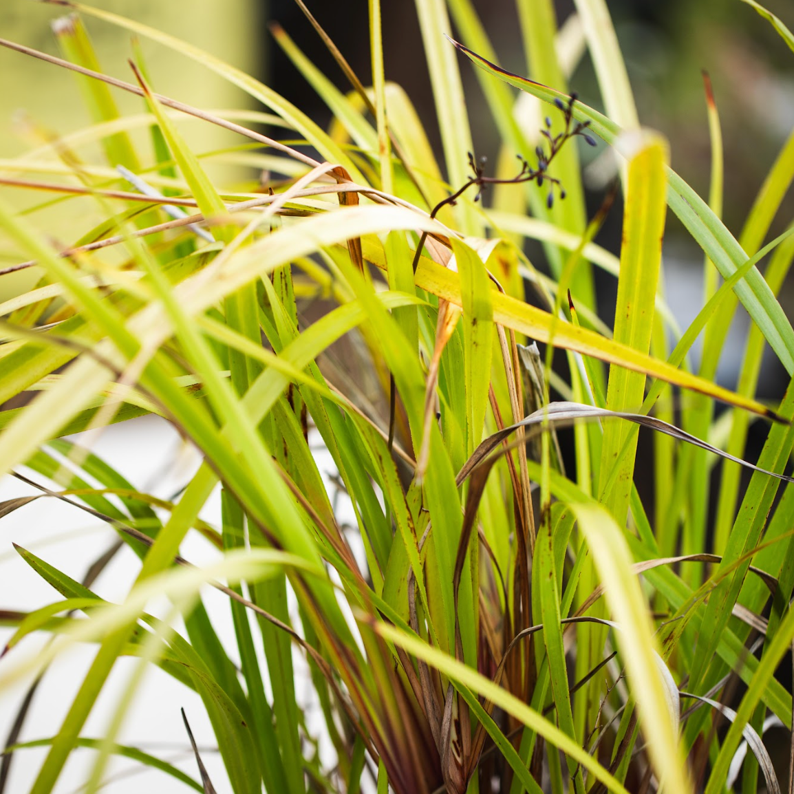 Dianella