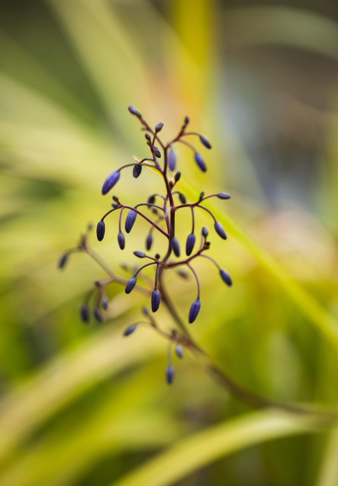 Dianella