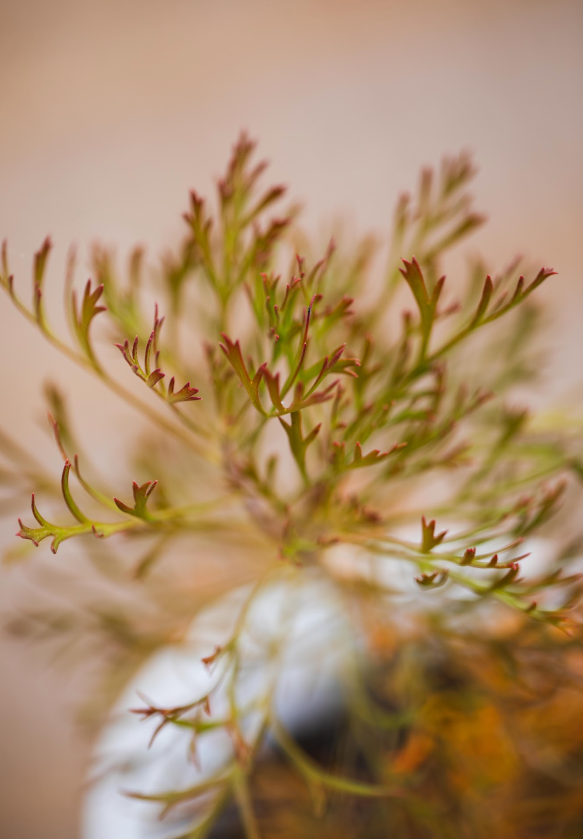 Isopogon - Drumsticks