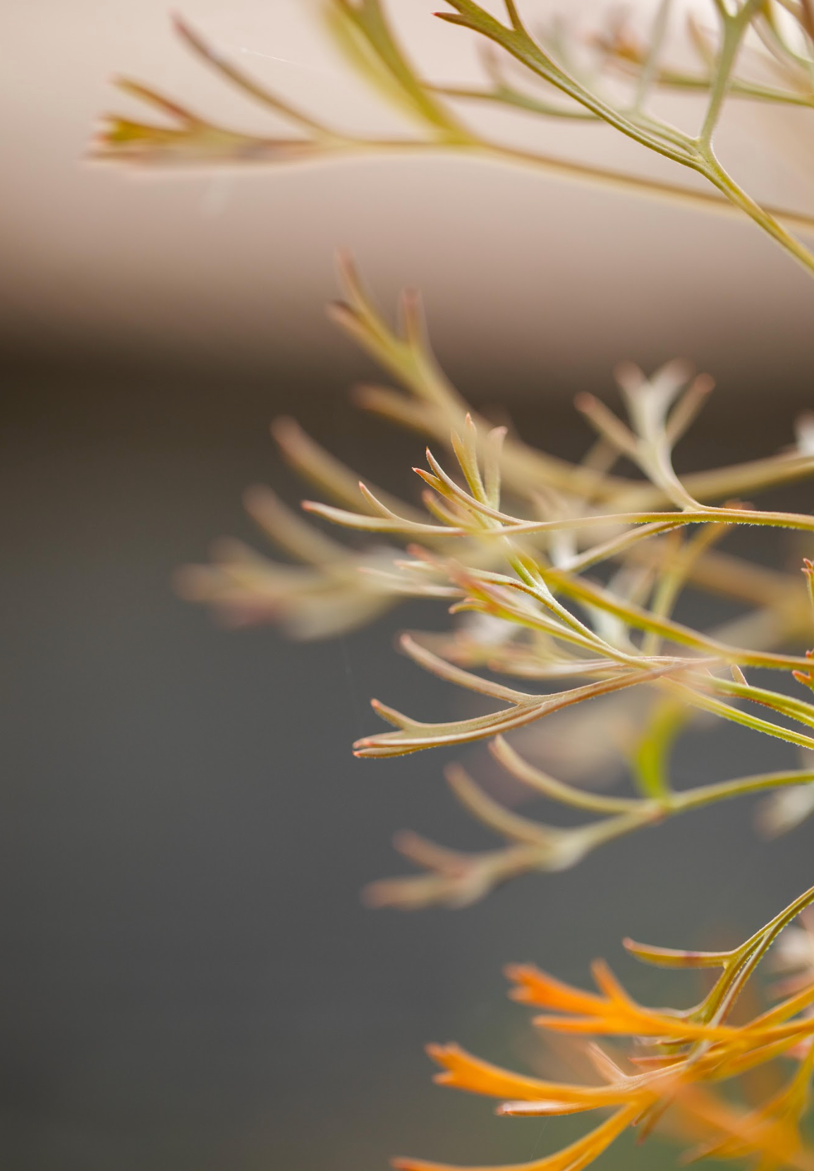 Isopogon - Drumsticks
