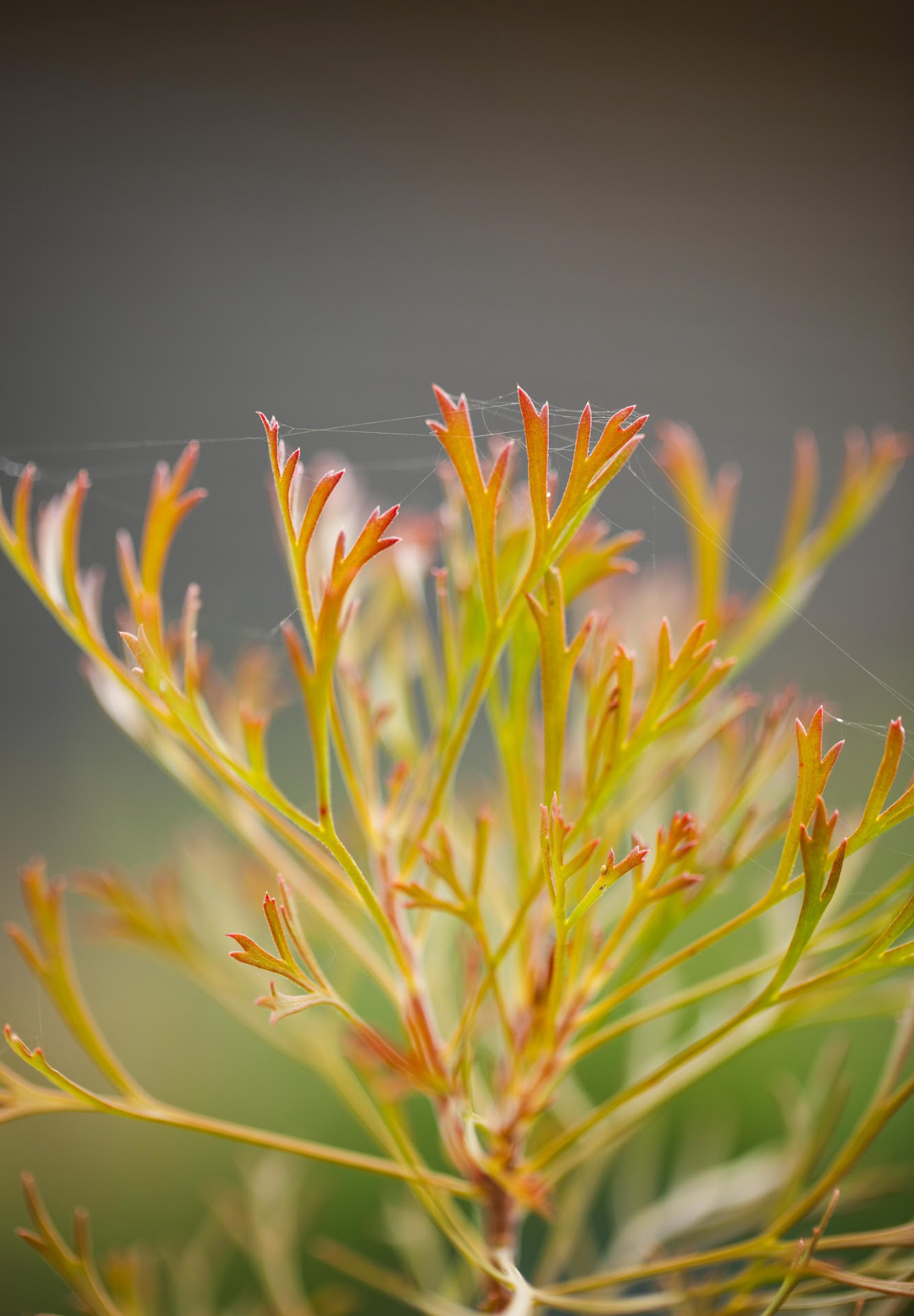 Isopogon - Drumsticks