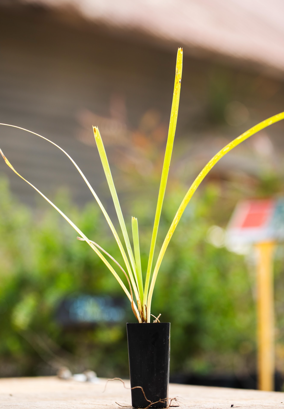 Lomandra