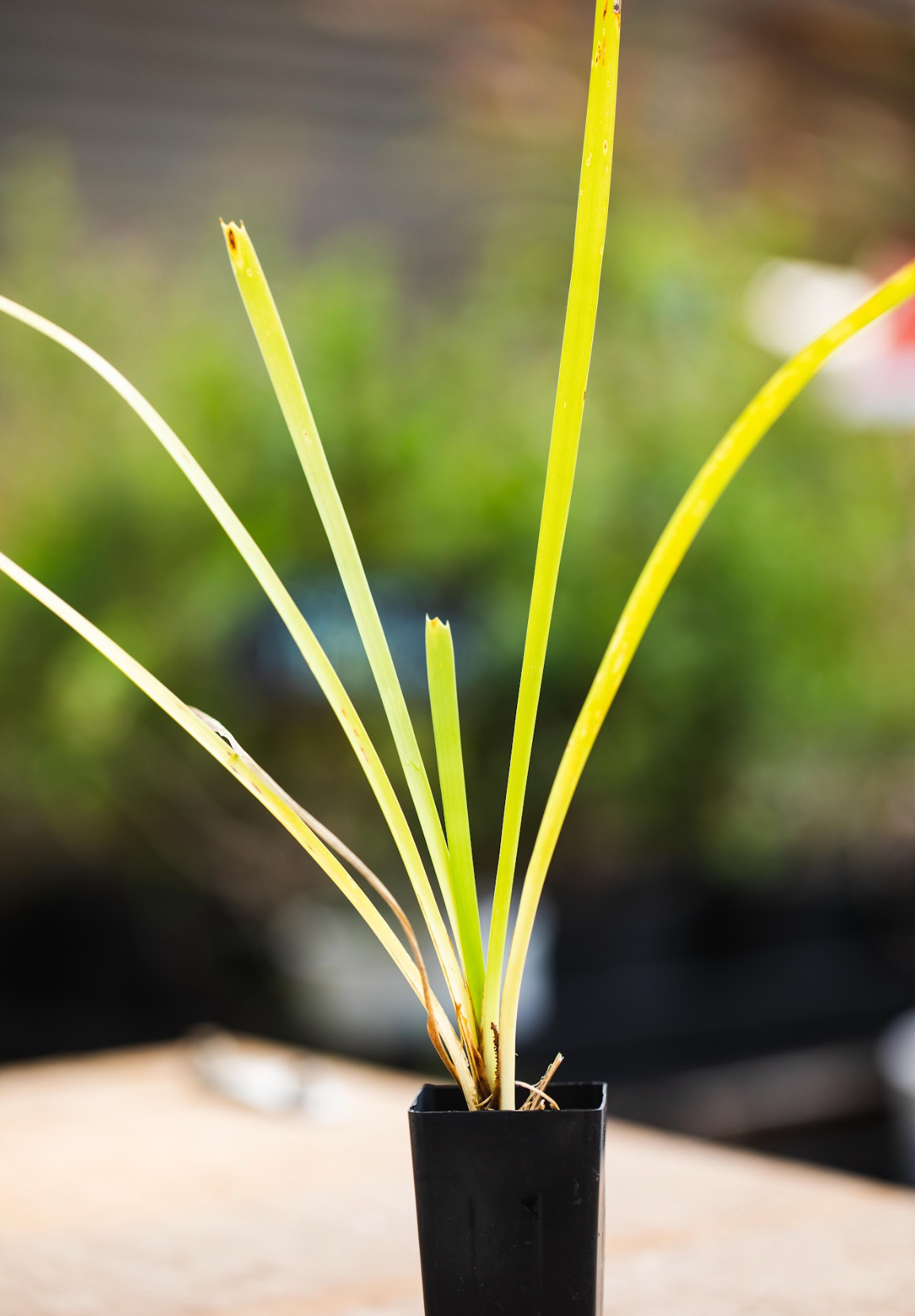 Lomandra