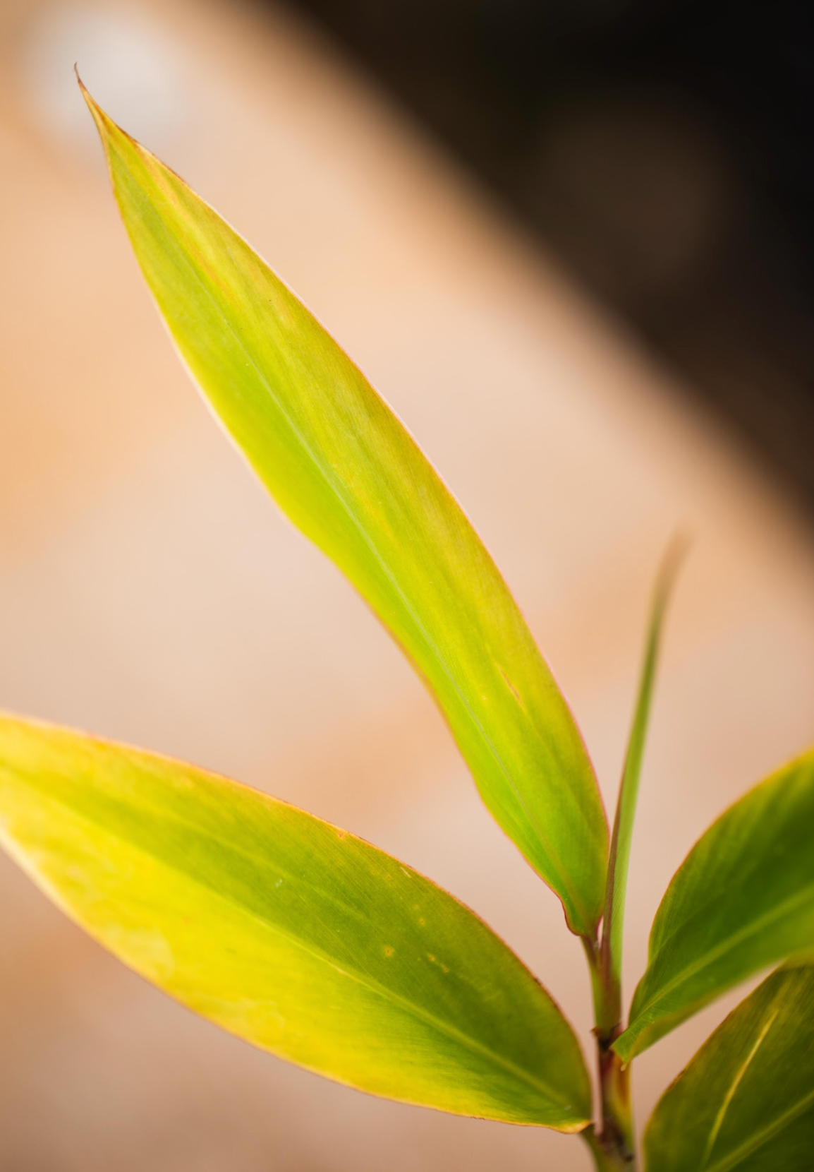Native Ginger (Alpinia Caerulea)