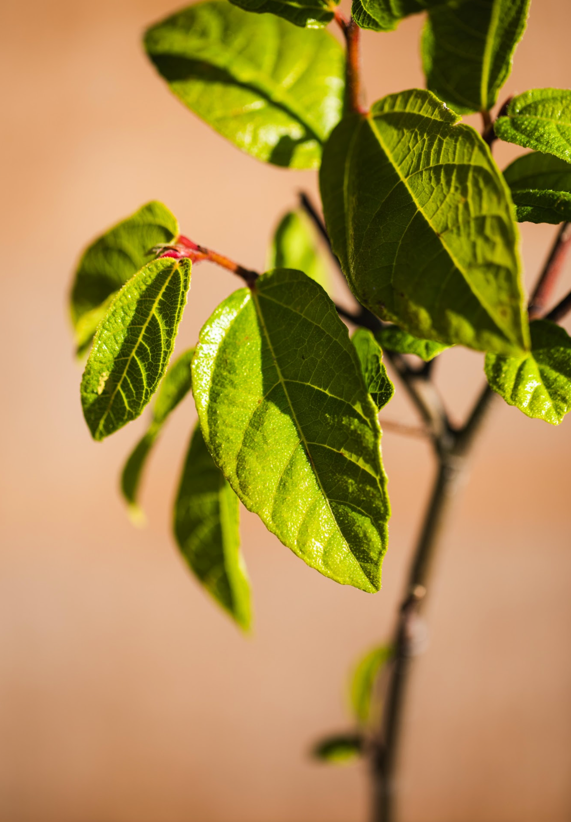 Sandpaper Fig (Ficus coronata)