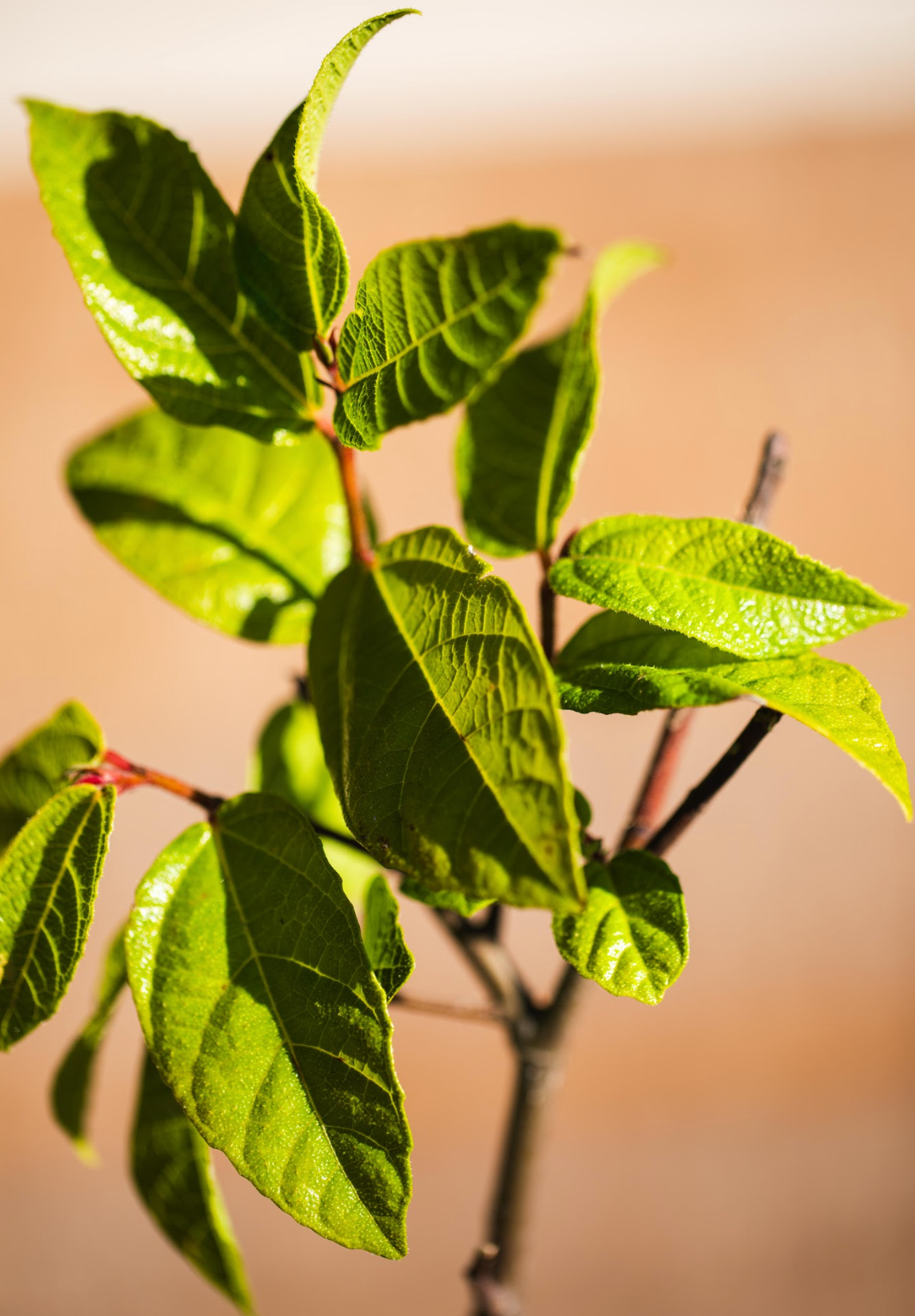 Sandpaper Fig (Ficus coronata)