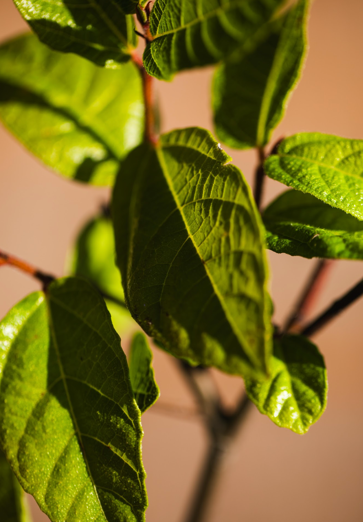 Sandpaper Fig (Ficus coronata)