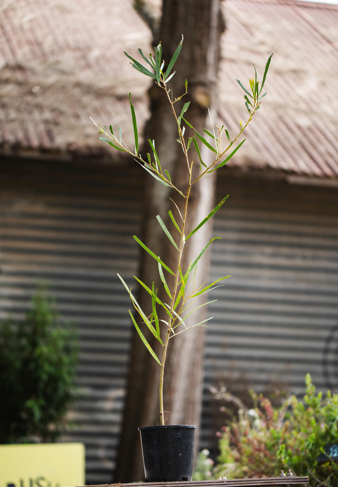 Wattle (Acacia longofolia)
