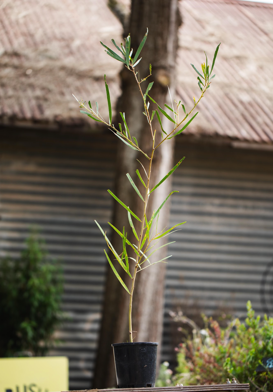 Wattle (Acacia Longofolia)