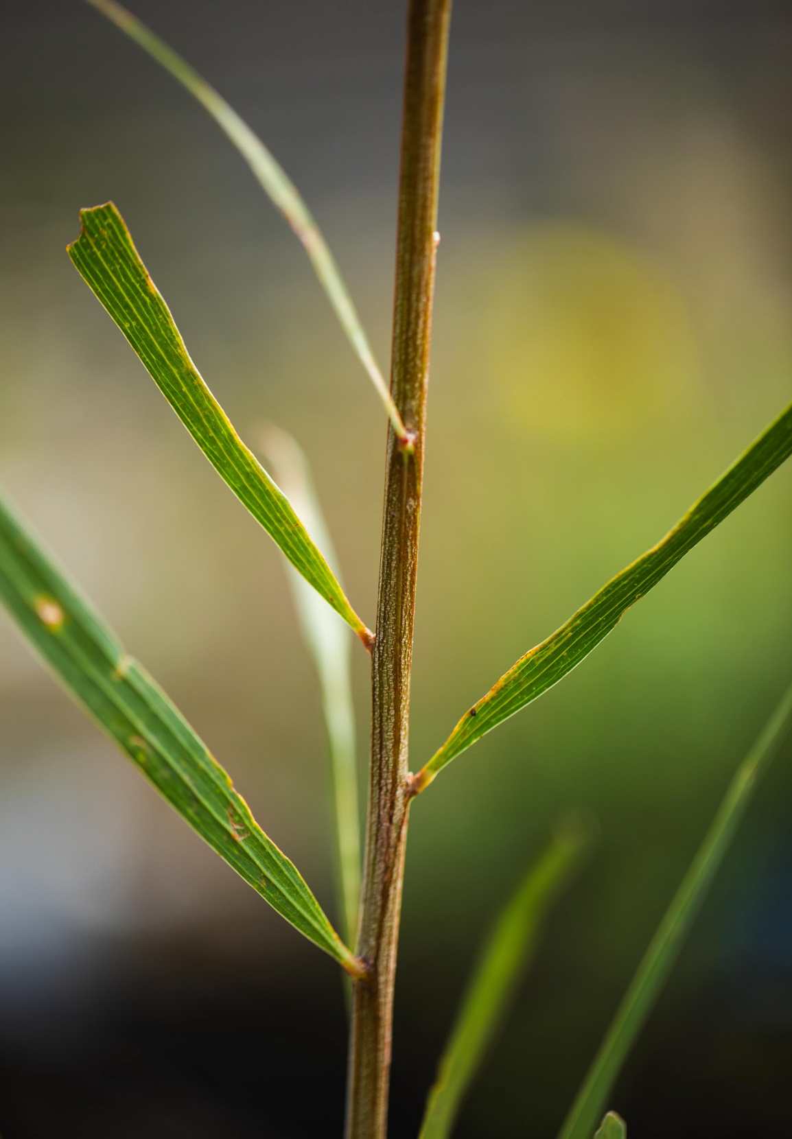 Wattle (Acacia longofolia)