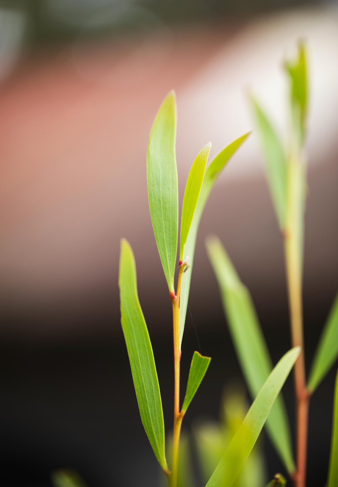 Wattle (Acacia longofolia)