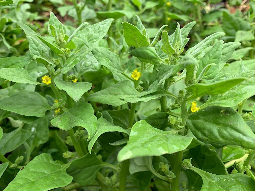 Warigal Greens (Leaves)