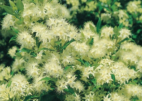 Cinnamon Myrtle - produce