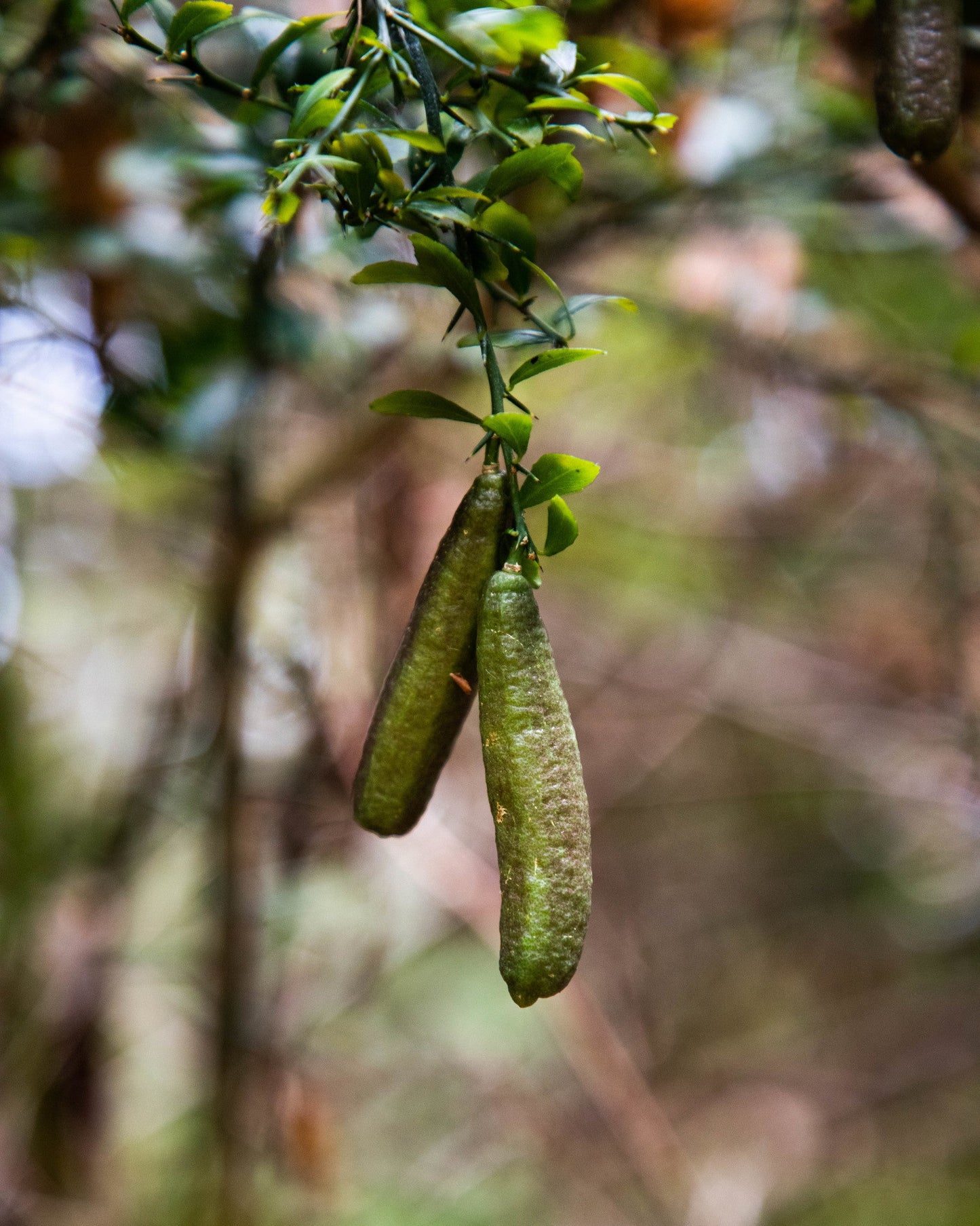 Finger Limes (fresh fruit)