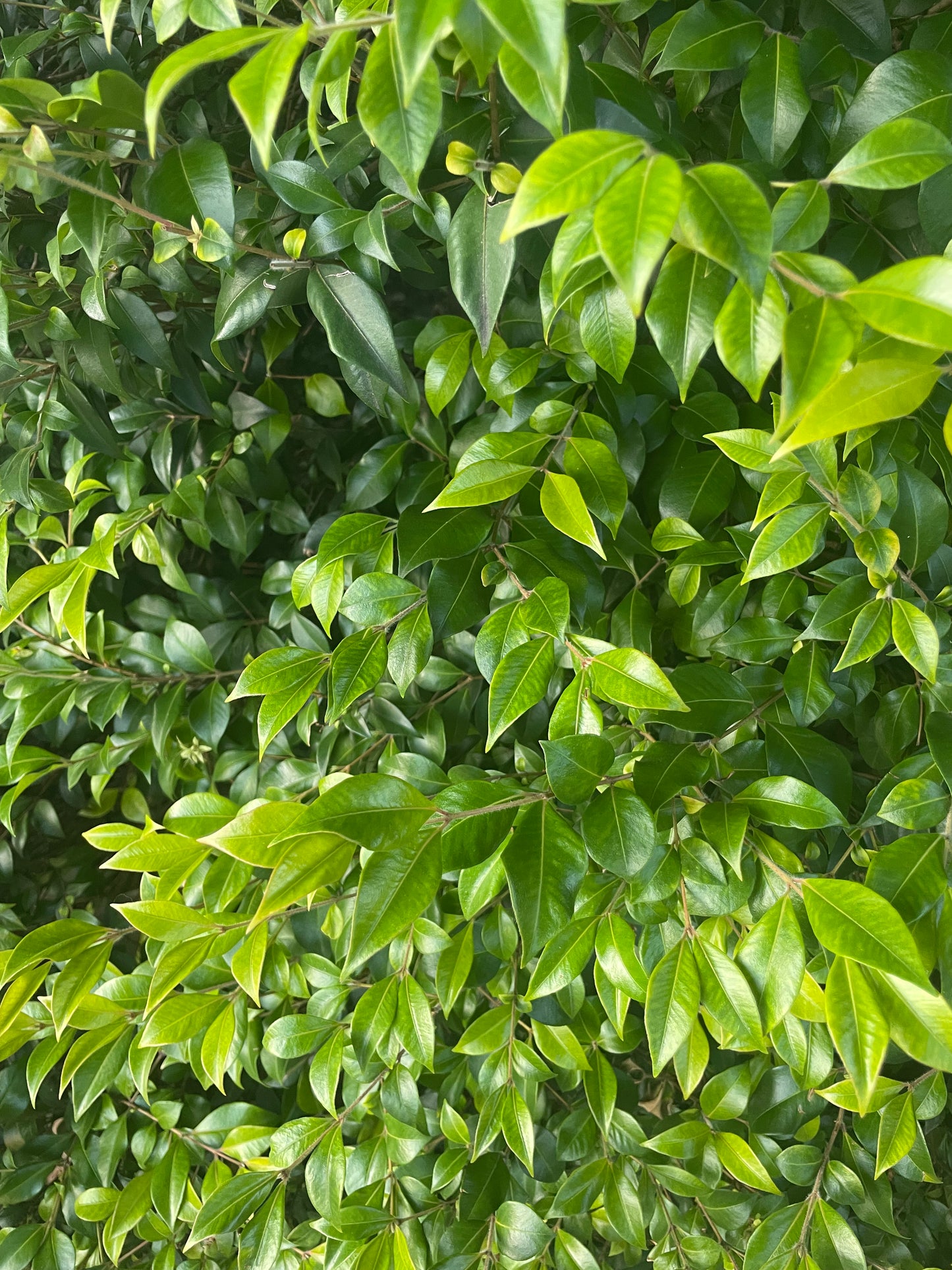 Cinnamon Myrtle - produce
