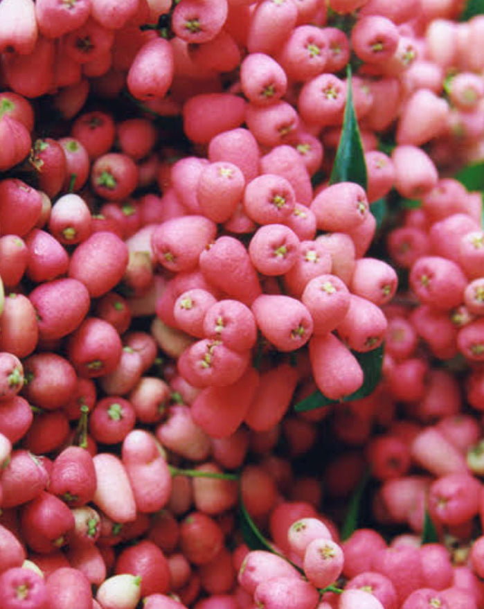 Riberry - Syzygium leuhamanni