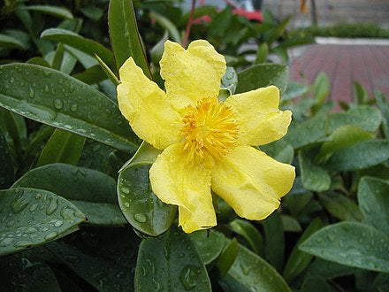 Snake Vine - Hibbertia scandens