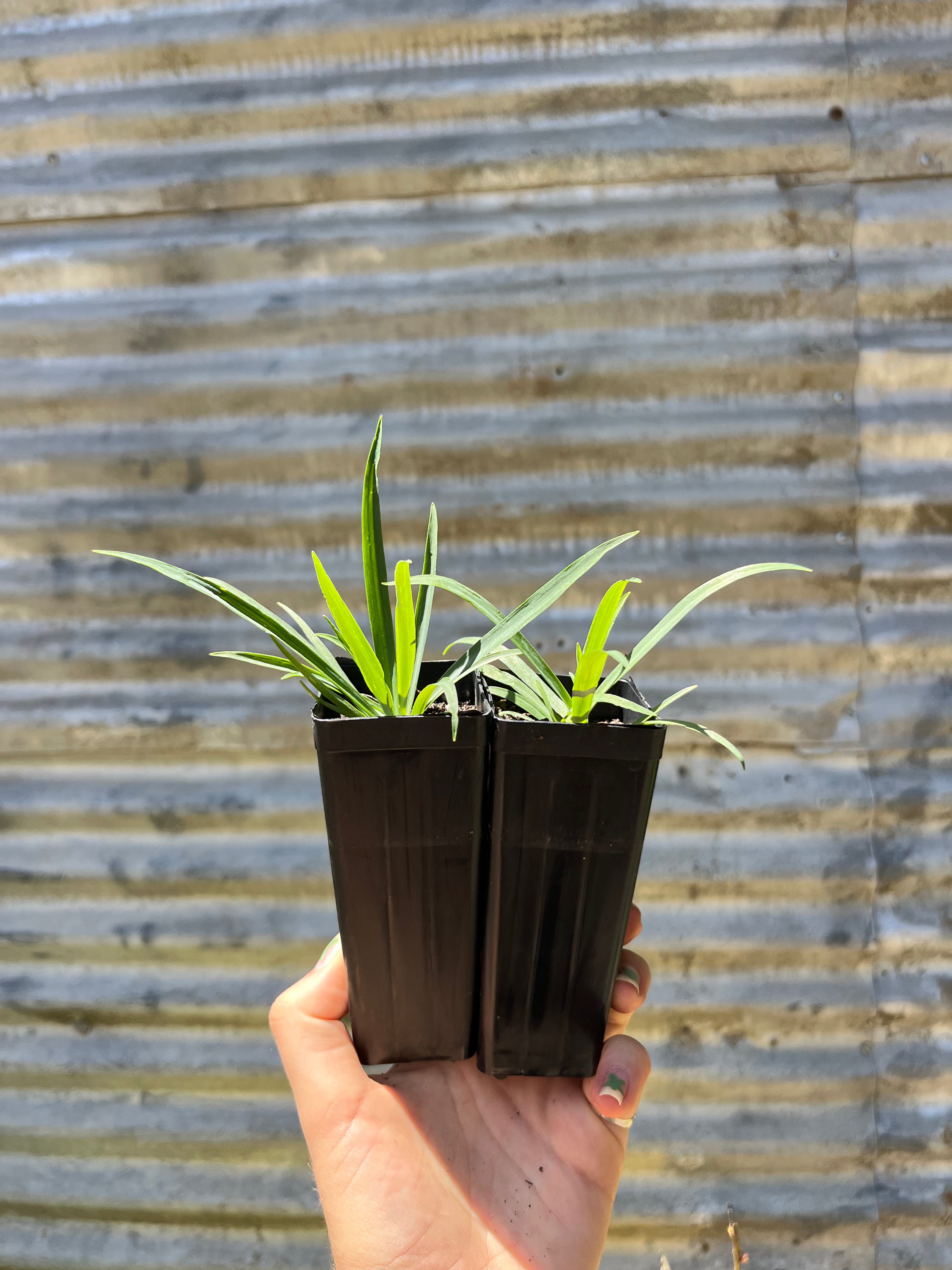 Murnong - Microseris lanceolata