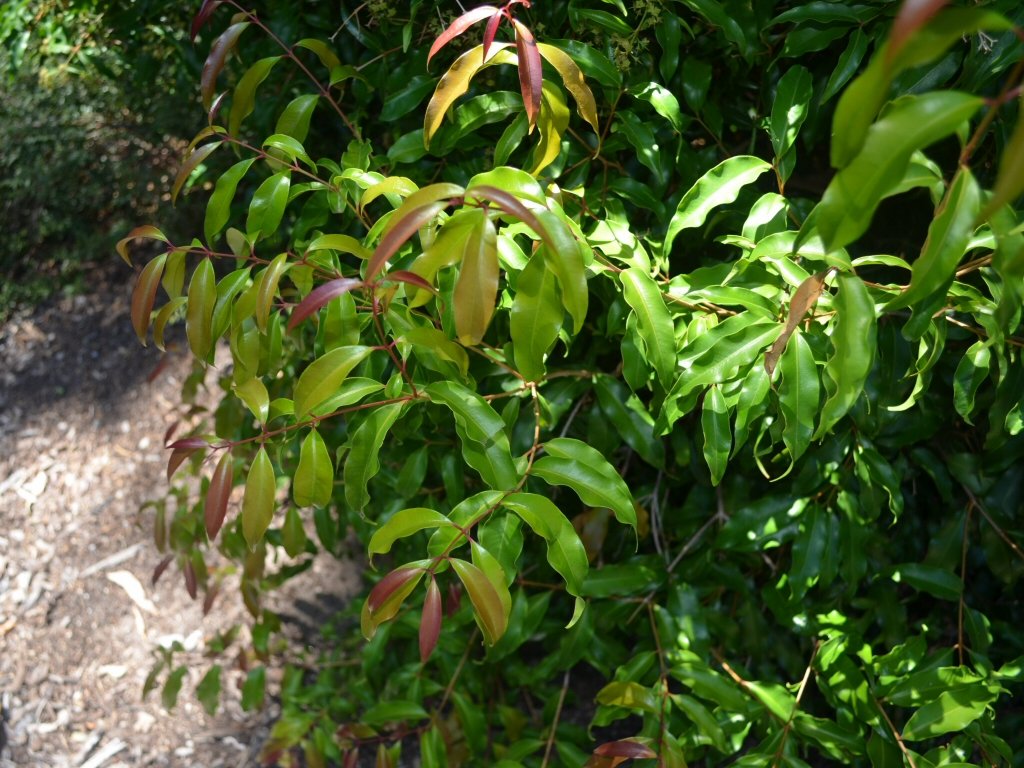 Aniseed Myrtle