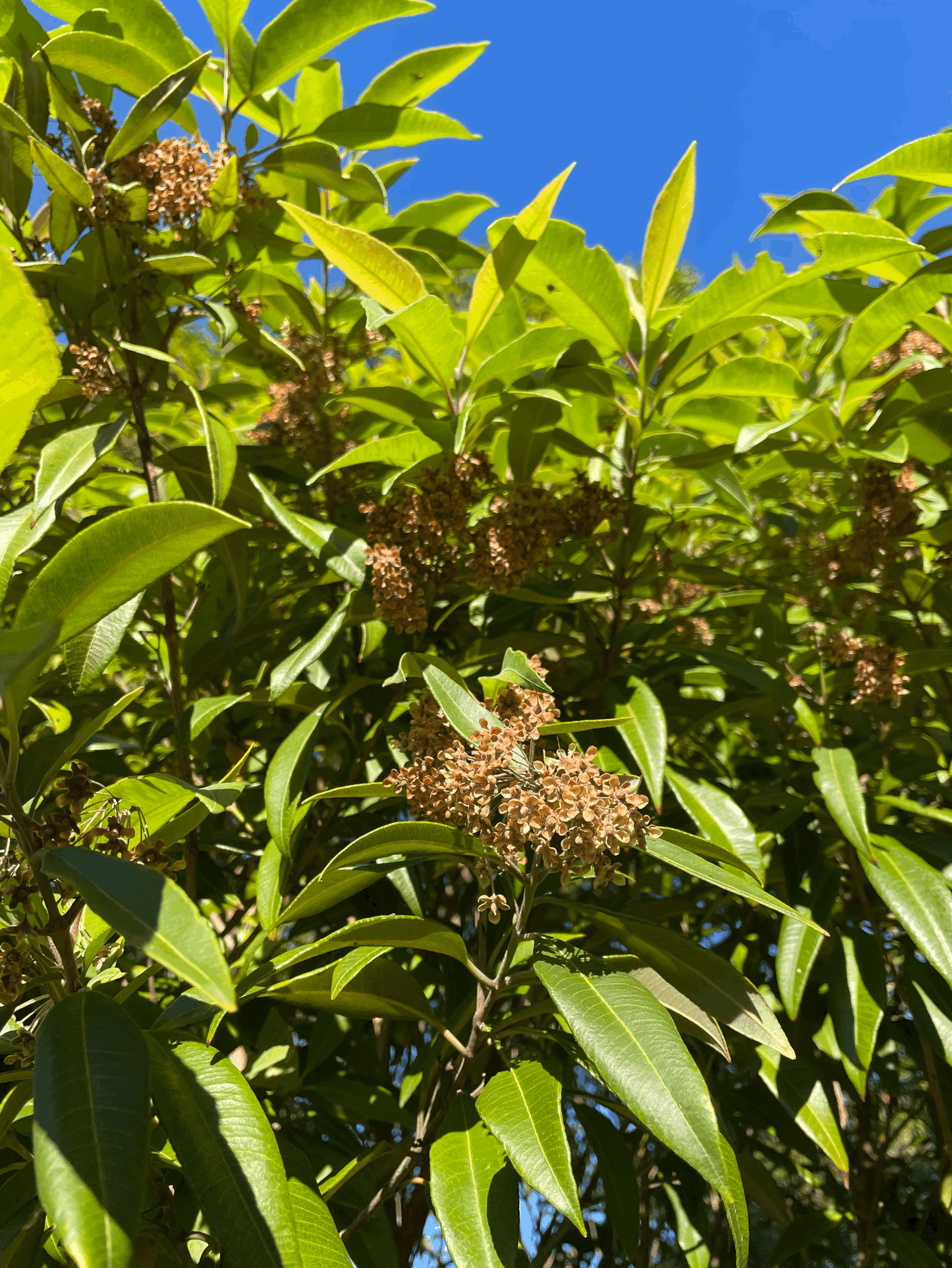 Lemon Myrtle - Backhousia citriodoria