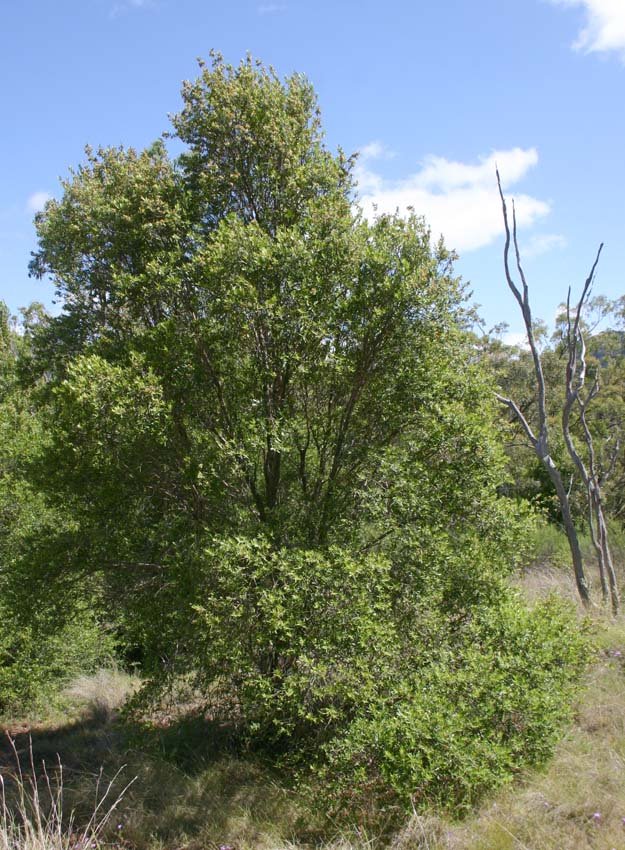 Curry Myrtle - Backhousia Angustifolia
