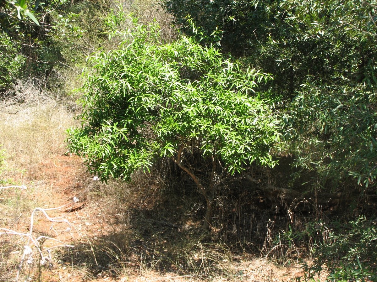 Curry Myrtle - Backhousia Angustifolia