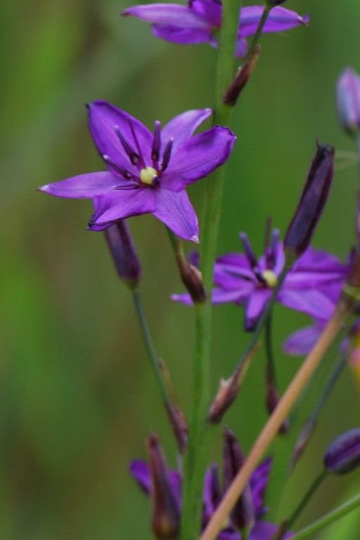 Chocolate Lily - Arthropodium Strictum