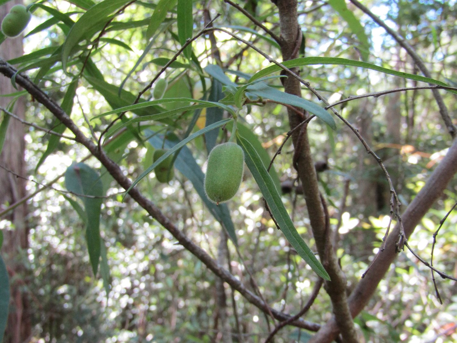 Apple Berry - Billaderia Scandens