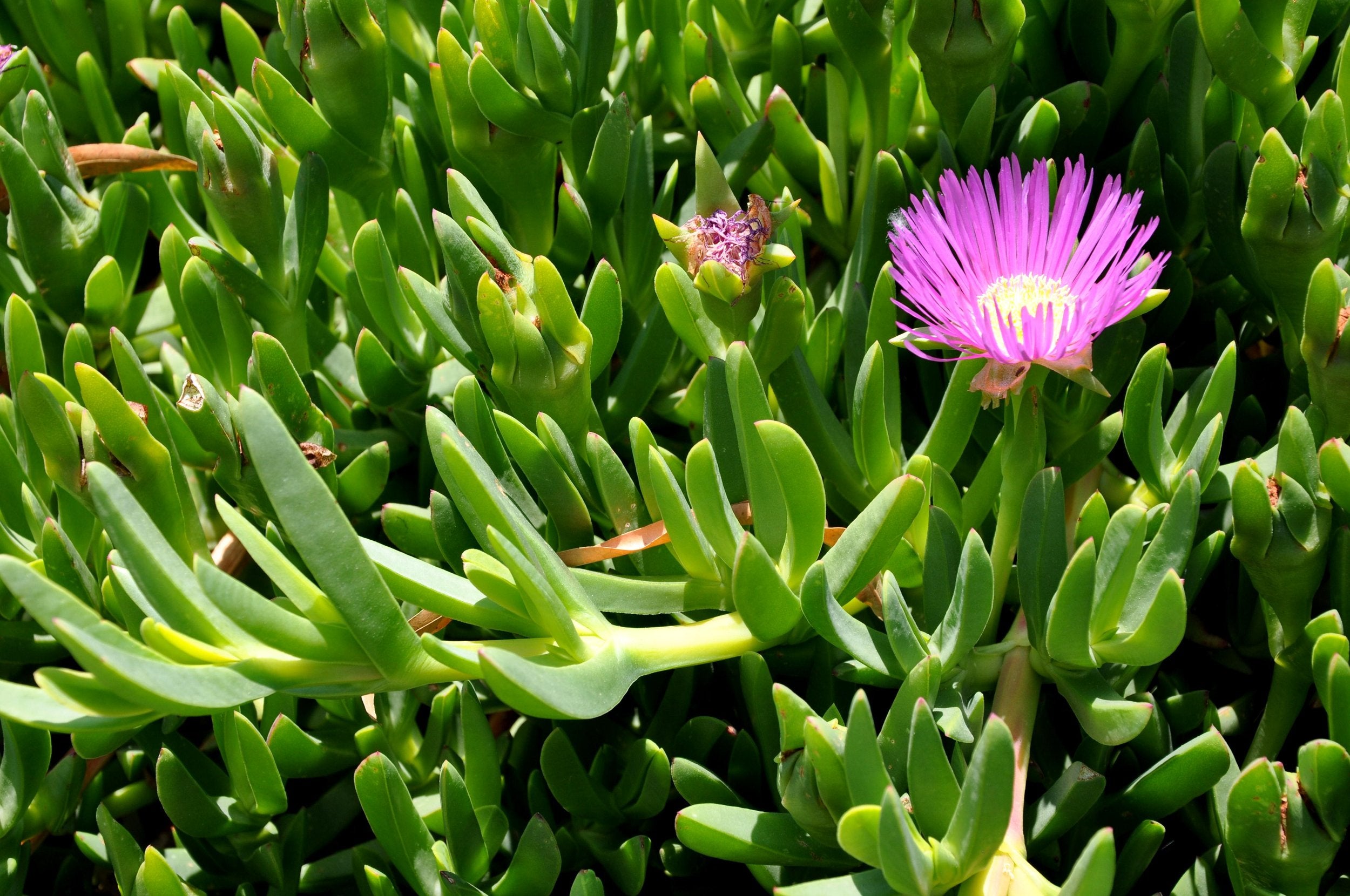 Coastal Pigface - Carpobrotus