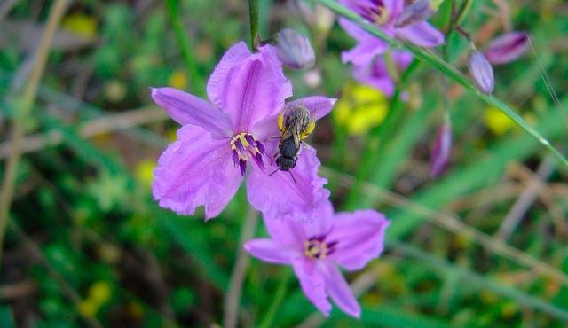 Chocolate Lily - Arthropodium strictum