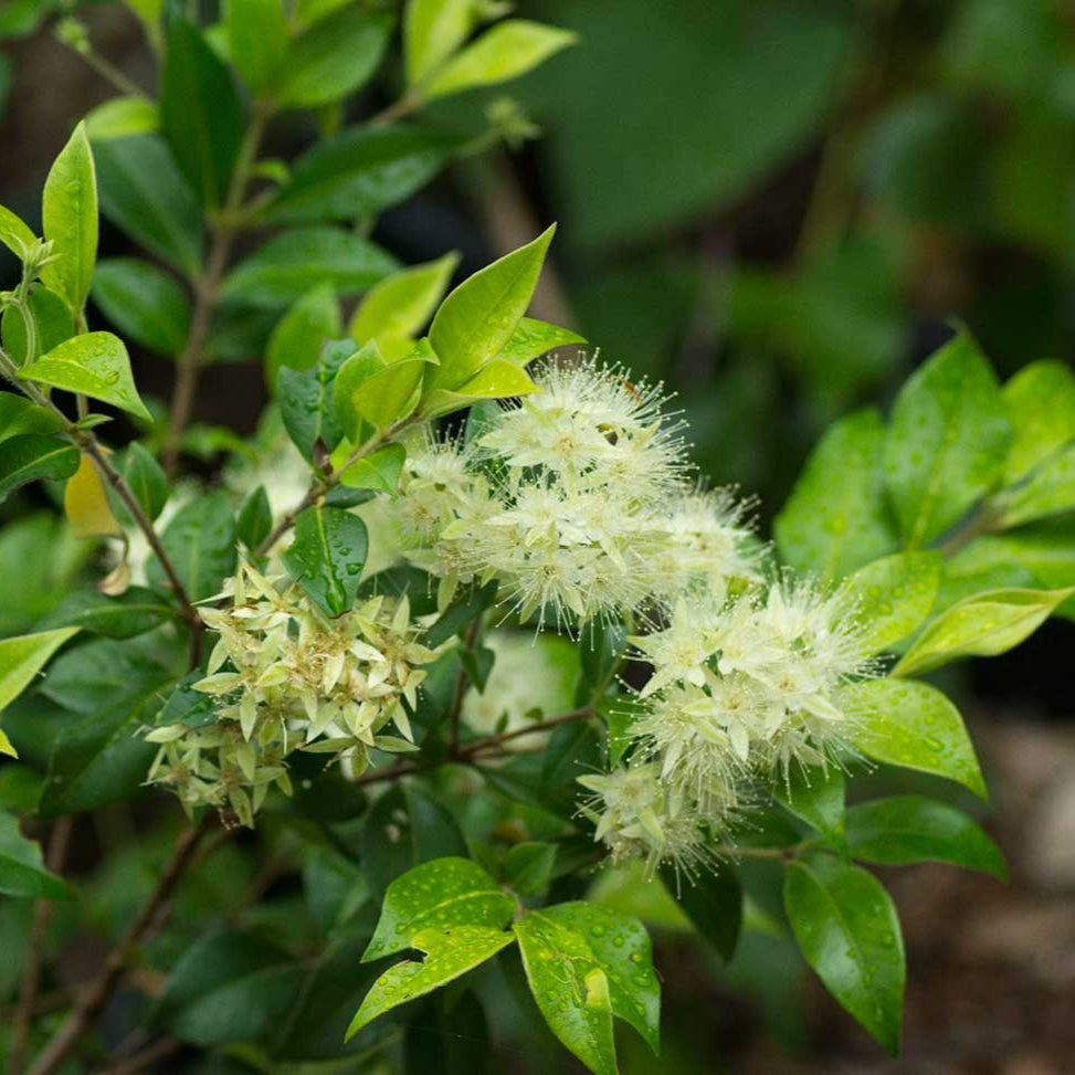Cinnamon Myrtle - Backhousia myrtifolia