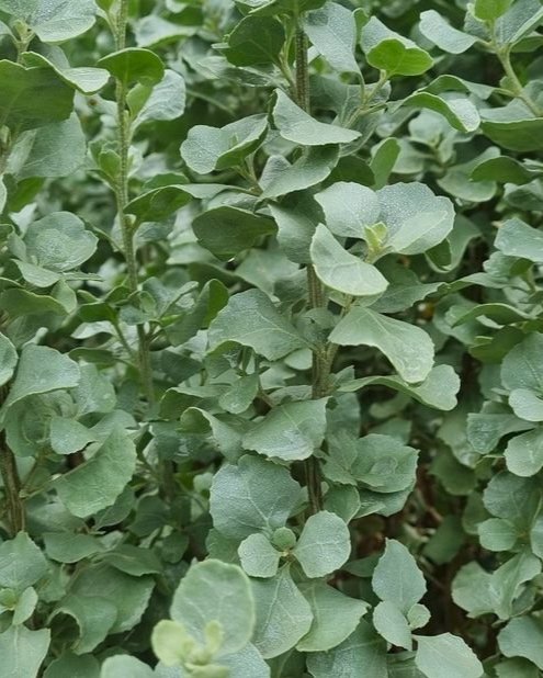 Oldman Saltbush - fresh produce