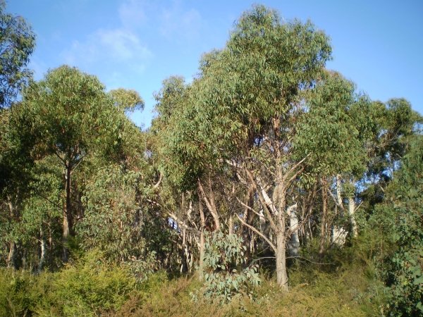 Strawberry Gum - Eucalyptus Olida