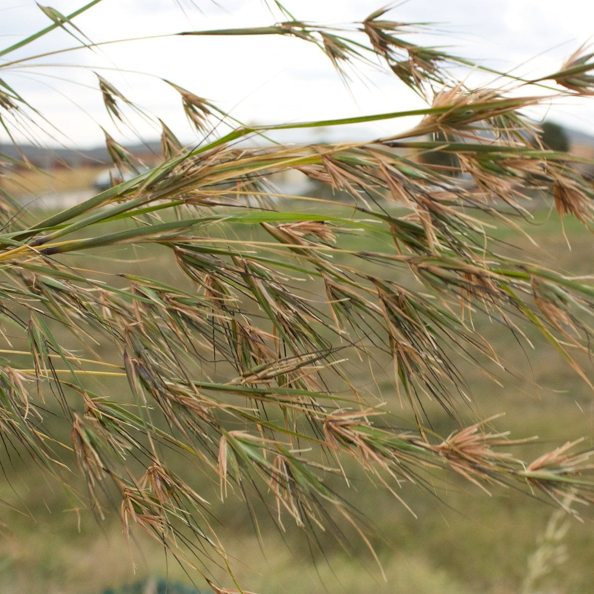 Themeda Australis – Kangaroo Grass