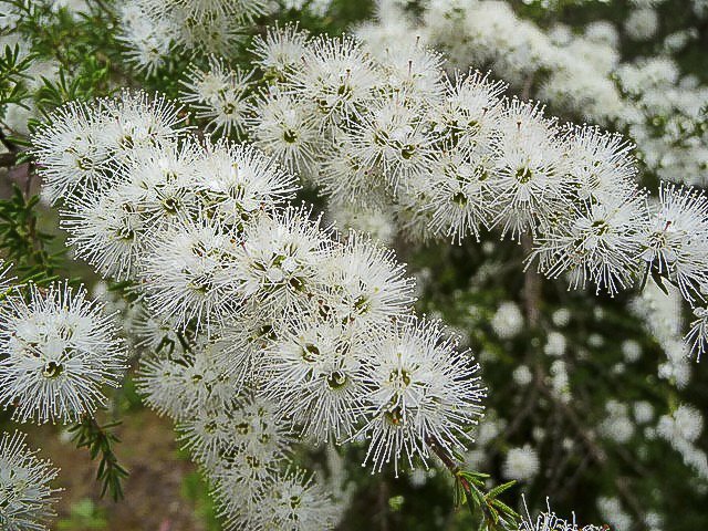 Kunzea Ambigua - White Kunzea