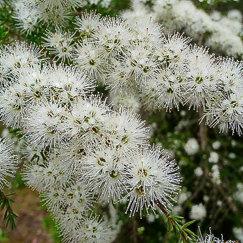 Kunzea ambigua - White Kunzea