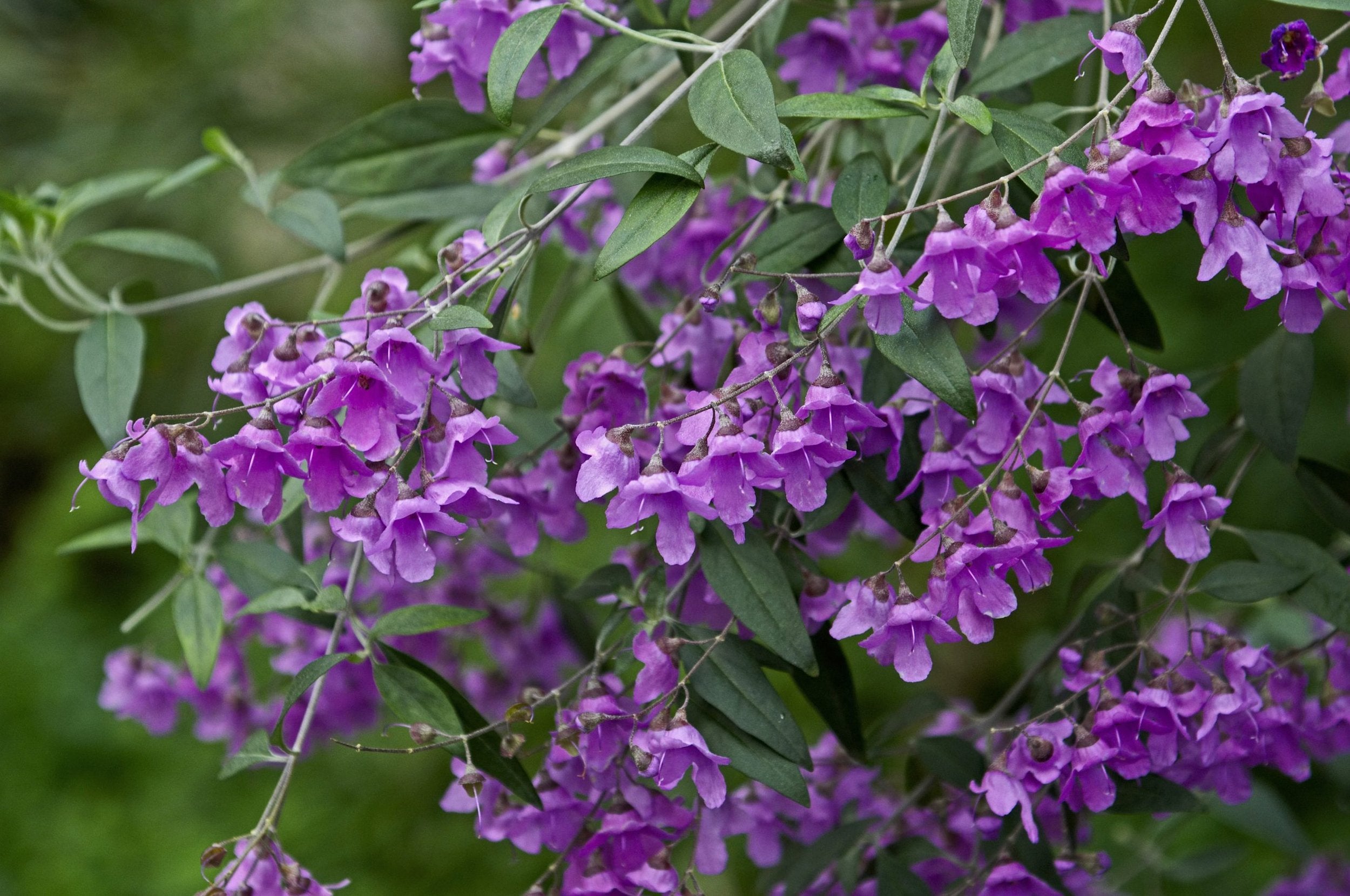 Native Oregano - Prosthanthea Ovalifolia